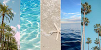 a collage of palm trees, water, and a starfish